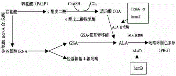 在大肠杆菌构建5-氨基乙酰丙酸c4生物合成途径的基因及其构建方法