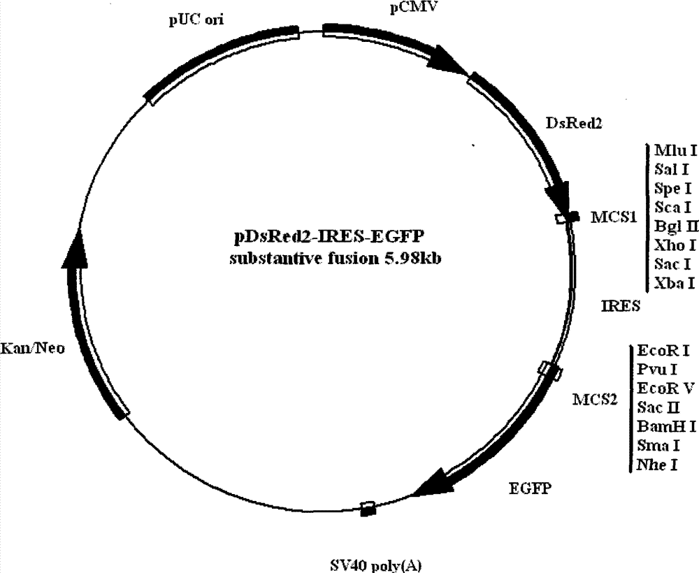 同向串联共表达双色荧光蛋白报告基因载体(独立融合表达型)