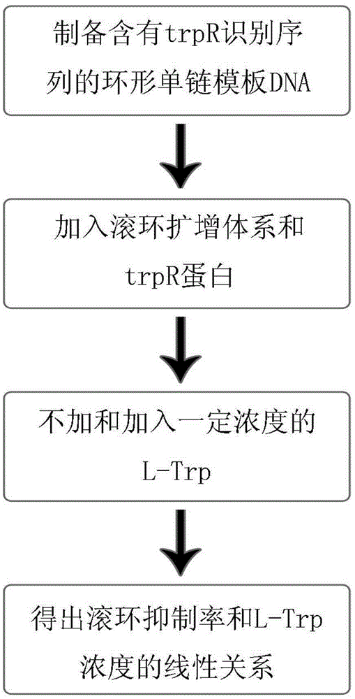 基于滚环扩增技术的检测左旋色氨酸的方法