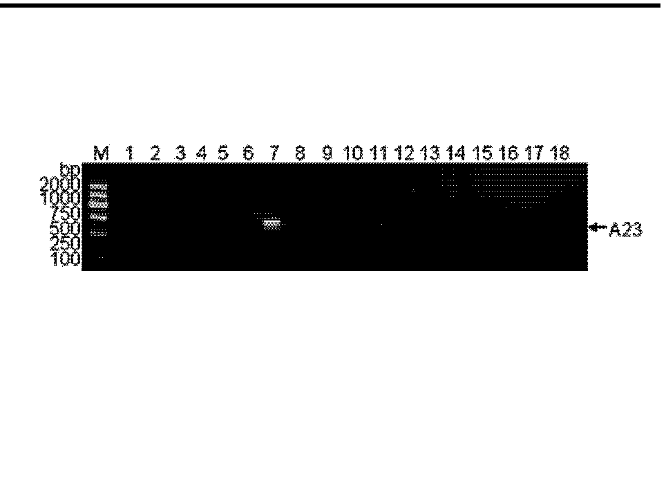 cn104946636a_欧当归的检测试剂盒和检测方法失效