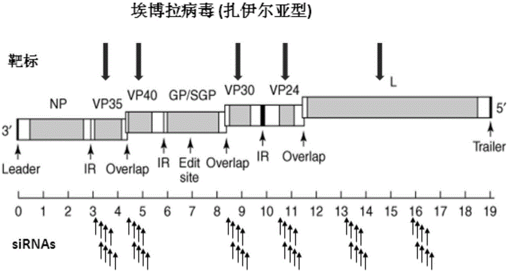 cn105063044a_可抑制埃博拉病毒基因复制的活性分子及其使用方法在审