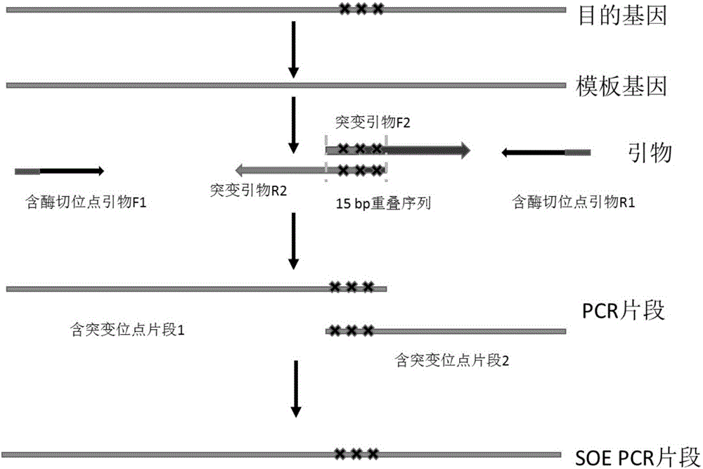 基于重叠延伸pcr法的基因突变缺失插入和重组片段的获取方法