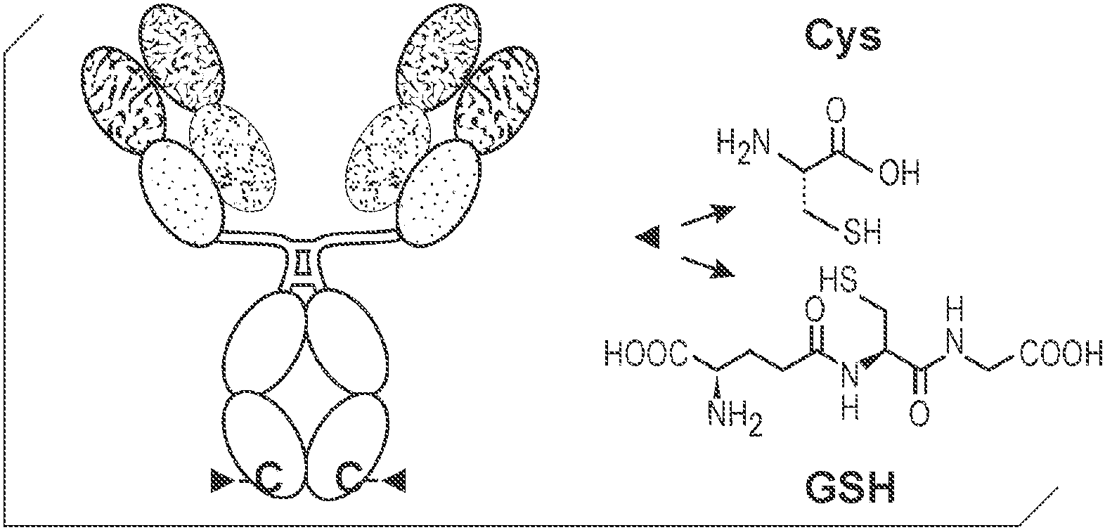 cn107849121a_封端和未封端的抗体半胱氨酸,及其在抗体药物缀合中的