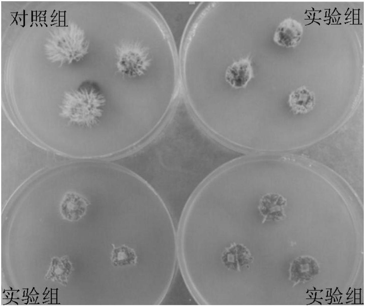 cn108220332a_一种提高大豆尖孢镰刀菌根腐病抗性的方法在审