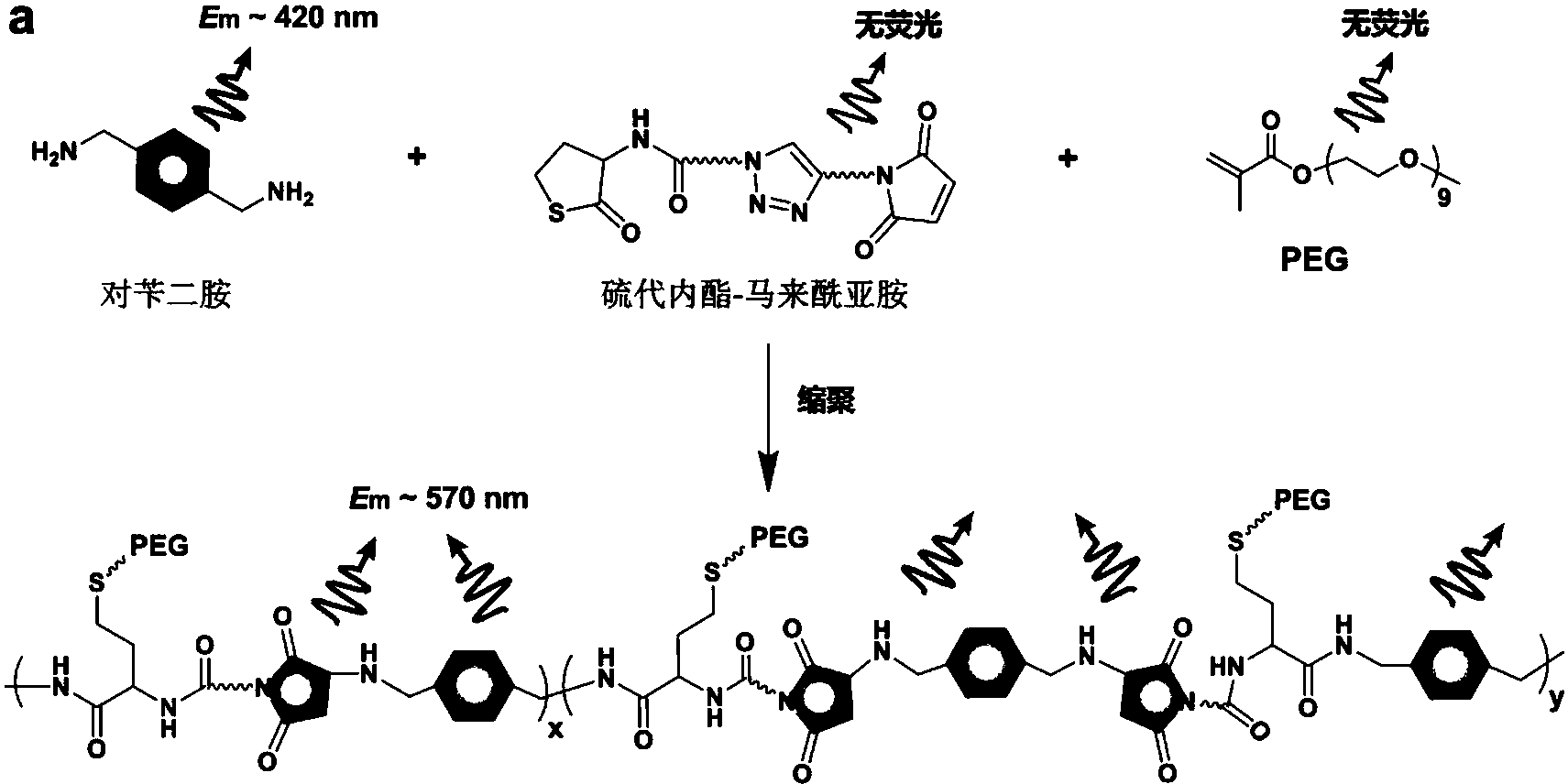 cn108659222a_非共轭的聚乙二醇化的荧光脂肪族聚酰胺