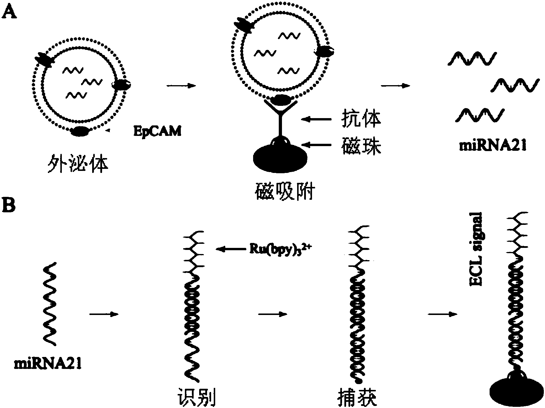 链霉亲和素磁珠的活化及与生物素抗体活化;免疫磁珠与外泌体结合;外泌