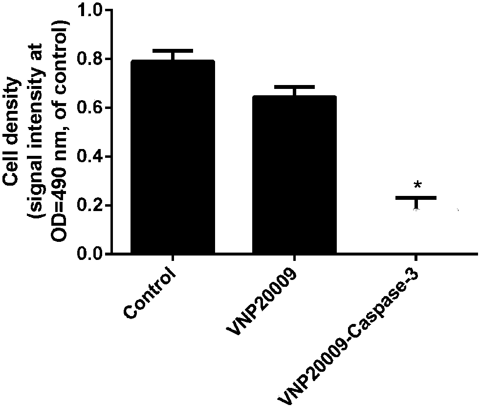 caspase3重组单链抗体的构建及功能验证的方法