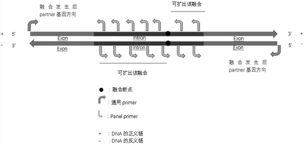 一种用于检测靶基因是否发生融合突变的方法 引物组合专利 专利查询 天眼查
