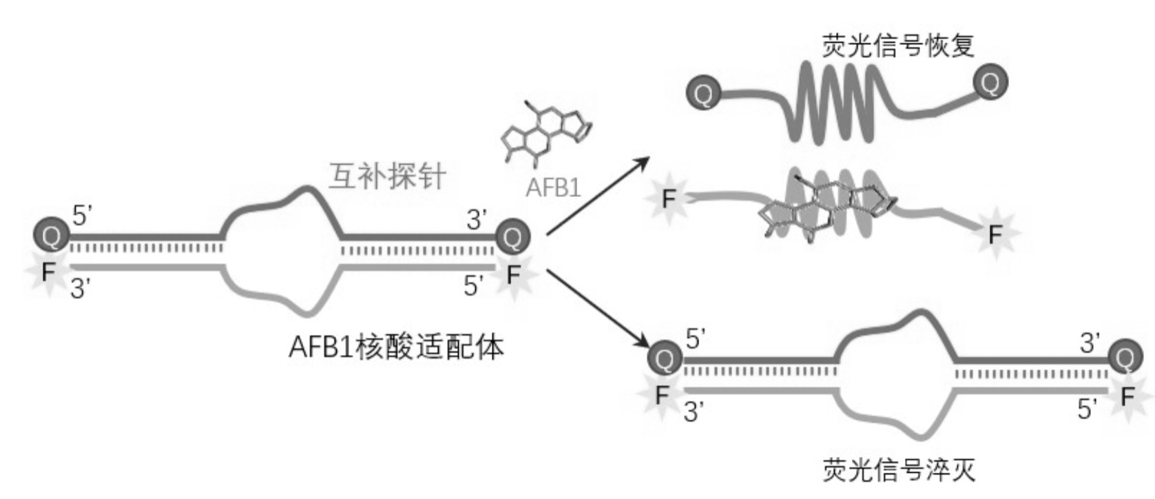 cn109406475a_双标记快速响应核酸适配体探针及其检测黄曲霉毒素b1的