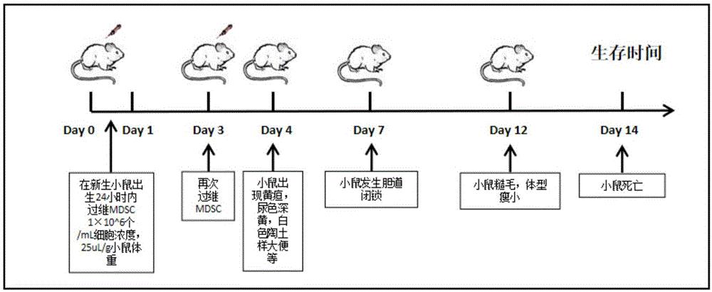 mdscs在构建ba动物模型中的应用和ba小鼠模型的构建方法