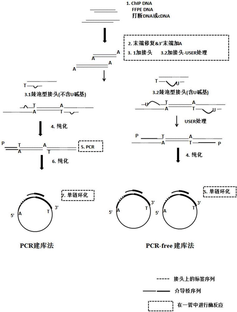 一种dna末端修复与加a的方法专利 专利申请于undefined 专利查询 天眼查