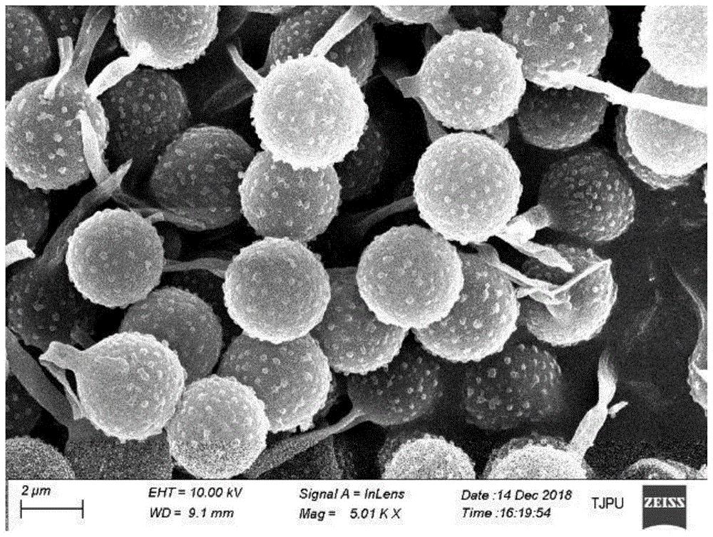 cn109888319a_一种马勃生物质碳基氧还原催化剂及其制备方法和应用在