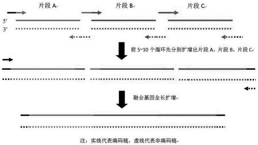 一种重叠延伸pcr结合sanger测序检测不连续多dna位点的方法