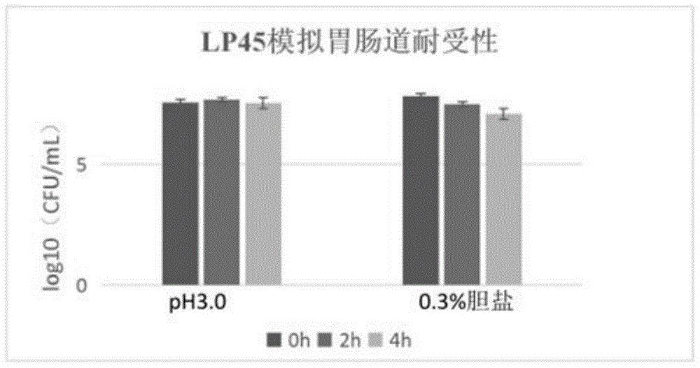 植物乳杆菌lp45在制备缓解酒后机体损伤的食品中的应用
