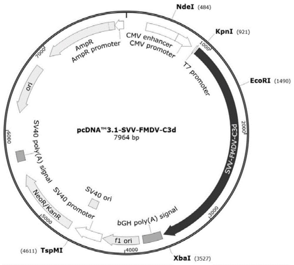 svv和fmdv的融合蛋白及其编码基因表达载体细胞系工程菌和疫苗与应用
