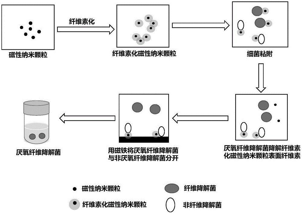 一种基于纤维素化磁性纳米颗粒富集和分离厌氧纤维降解菌的方法