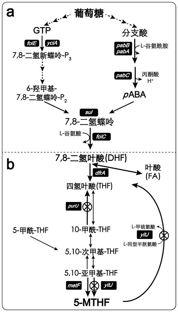 一种5-甲基四氢叶酸产量提高的枯草芽孢杆菌及其应用