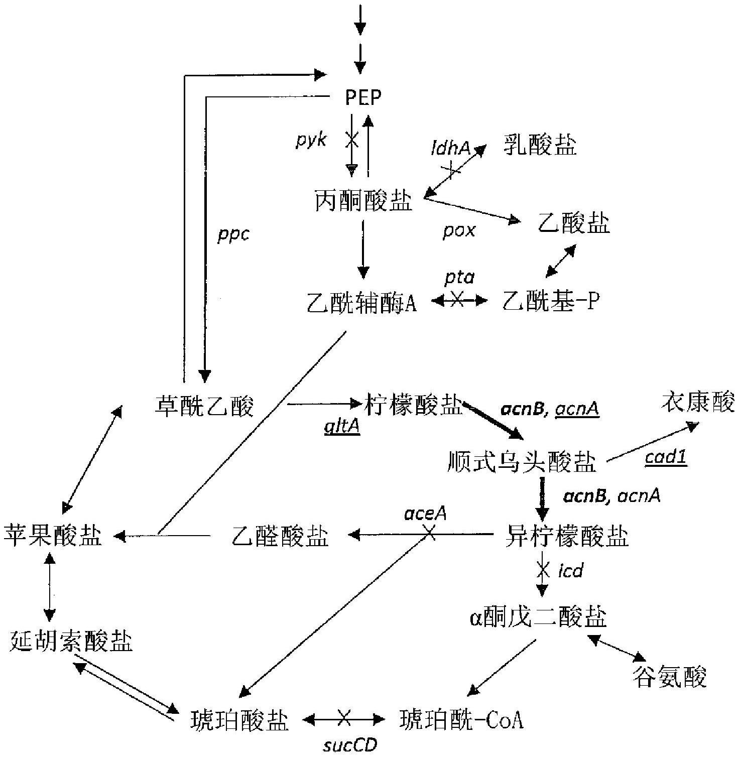 cn111699245a_用于生物合成参与三羧酸循环的化合物和衍生物及与其