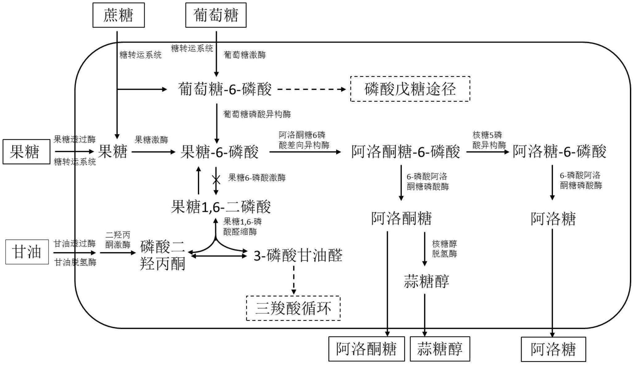 一种生产阿洛酮糖及其衍生物的工程菌株及其构建方法和应用