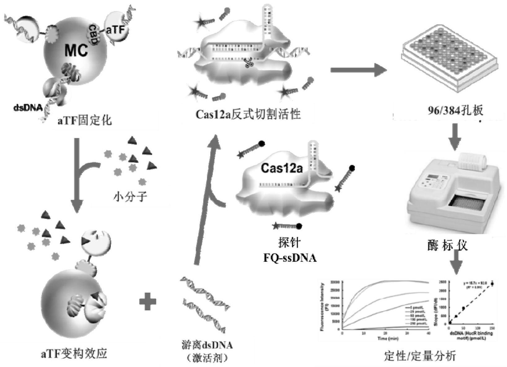 基于crisprcas12a系统的生物传感器试剂盒及其在小分子检测中的用途