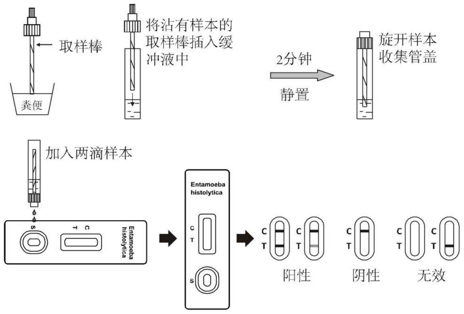 一种快速诊断溶组织内阿米巴原虫抗原的彩色微球免疫层析检测试纸及其