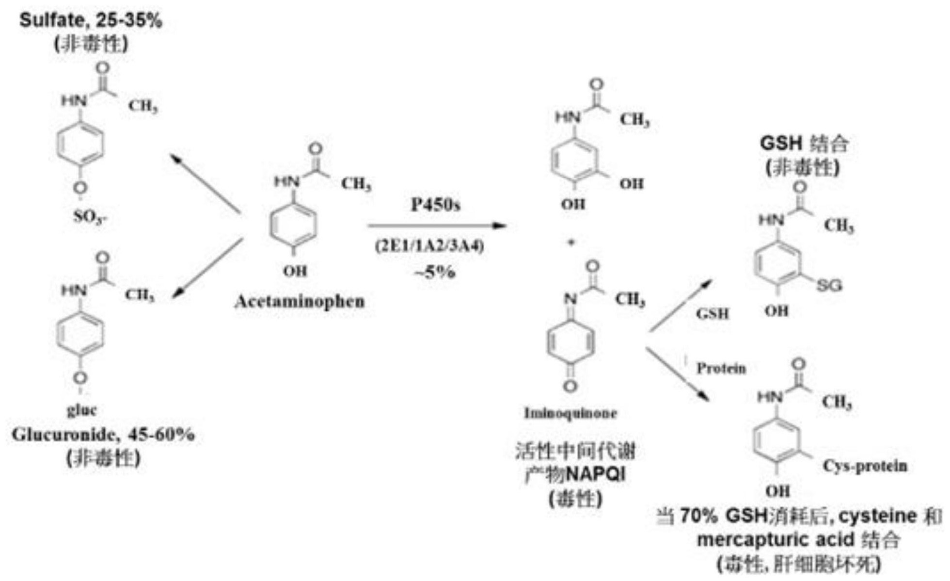 cn111904924a_化合物降低对乙酰氨基酚引起的肝毒性的用途及复方组合