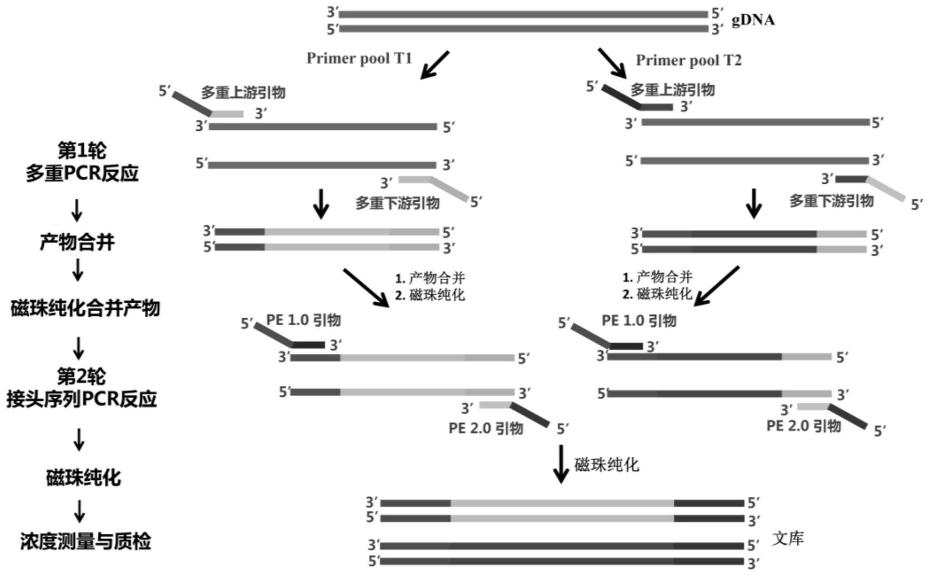 基于多重pcr的sars-cov-2全基因组核酸扩增特异性引物