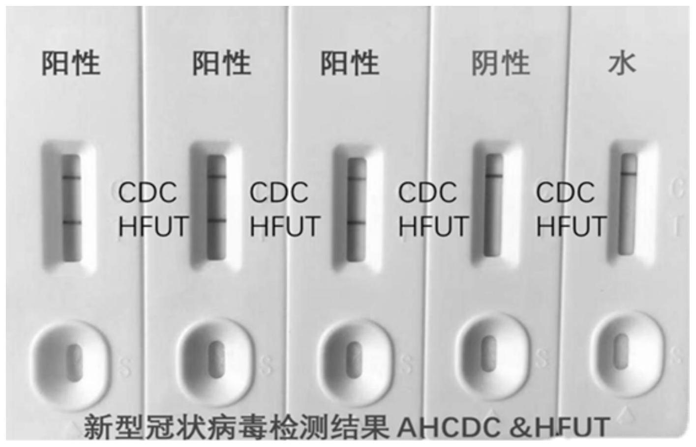 病毒核酸重组酶介导等温扩增侧向层析胶体金家庭化快速检测方法及试纸