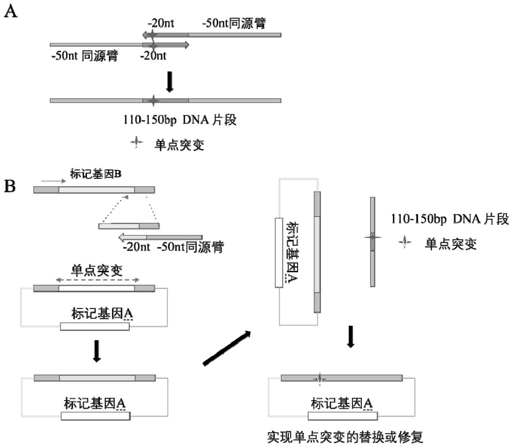 基于合成基因和酿酒酵母同源重组机制的分子克隆方法