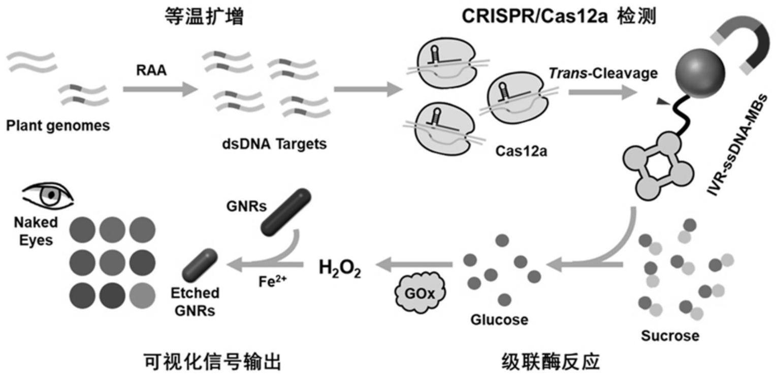 crisprcas12a体系可视化半定量检测转基因作物nos终止子的方法