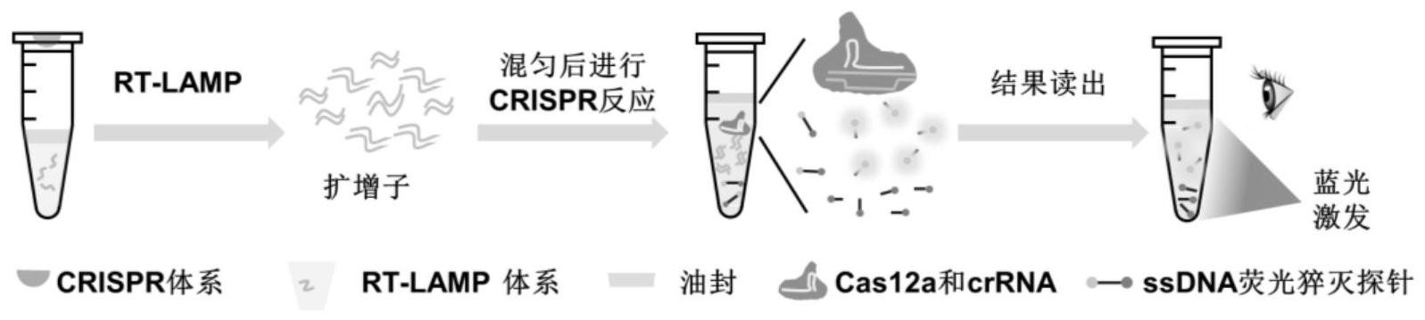 一种可视化病毒核酸rna检测所用的rtlamp扩增体系及应用