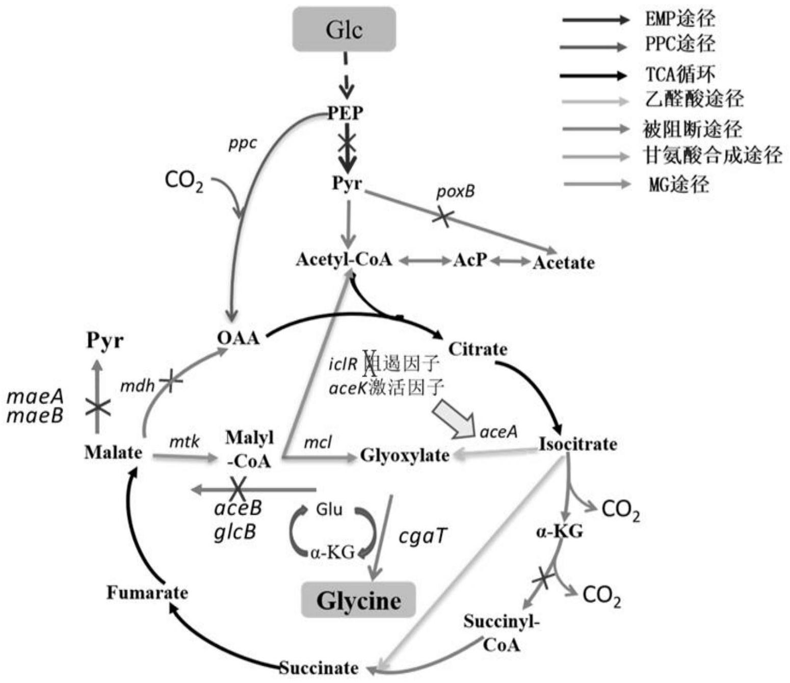 用葡萄糖合成甘氨酸的大肠杆菌重组菌的构建及应用