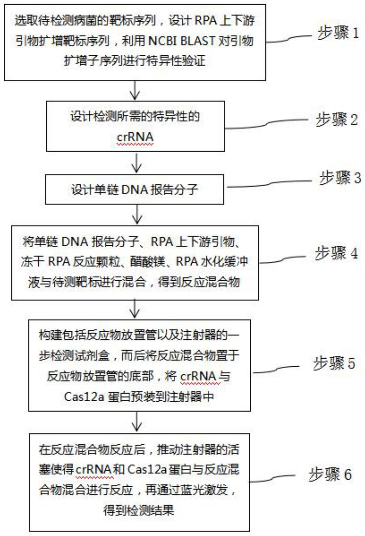 一种crispr/cas12a一步核酸检测方法