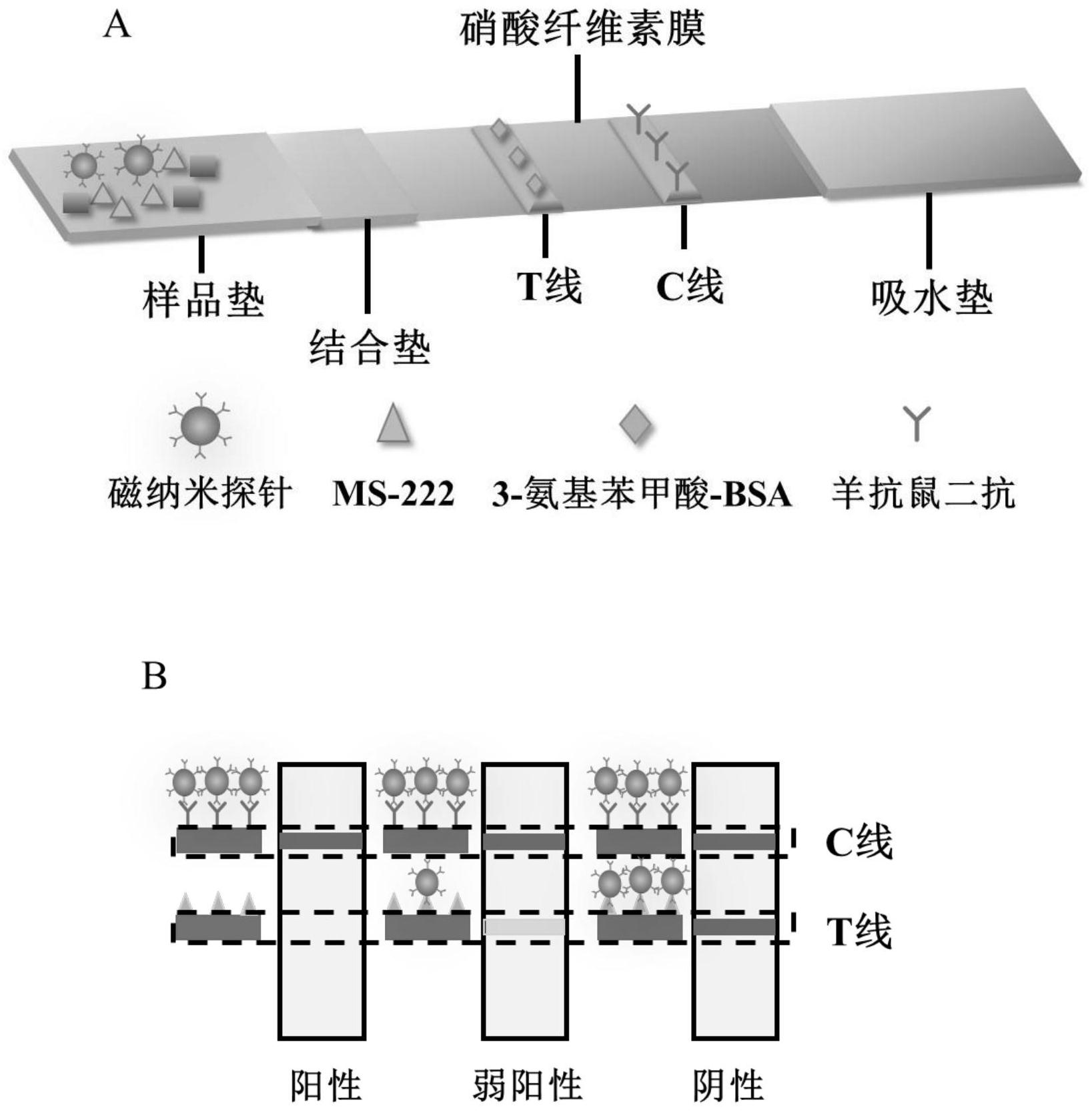 一种快速检测ms222的磁性免疫层析试纸条及方法