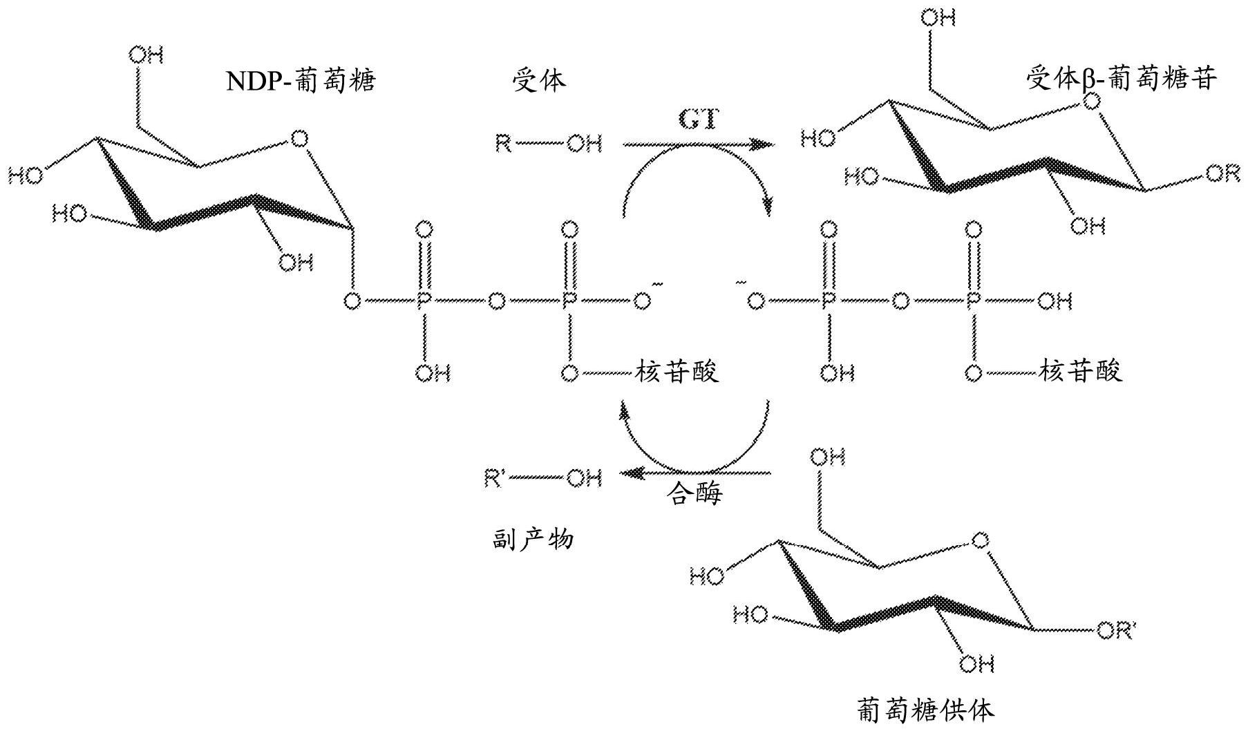 cn112805295a_工程化糖基转移酶和甜菊醇糖苷葡糖基化方法