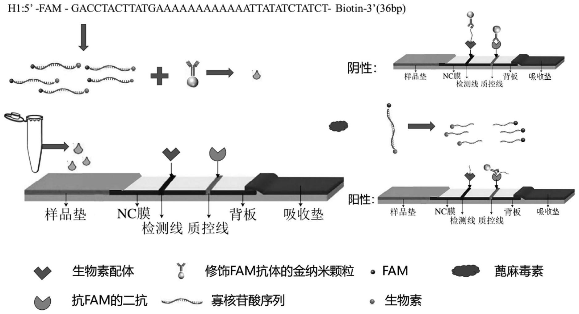 cn112816701a_胶体金侧流层析法快速检测蓖麻毒素的方法及胶体金侧流