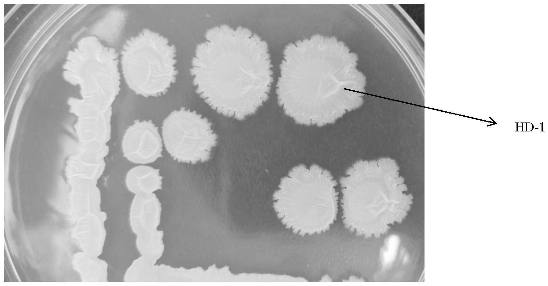 cn112899180a_一种具有抑菌效果的解淀粉芽孢杆菌hd-1菌株及其分离