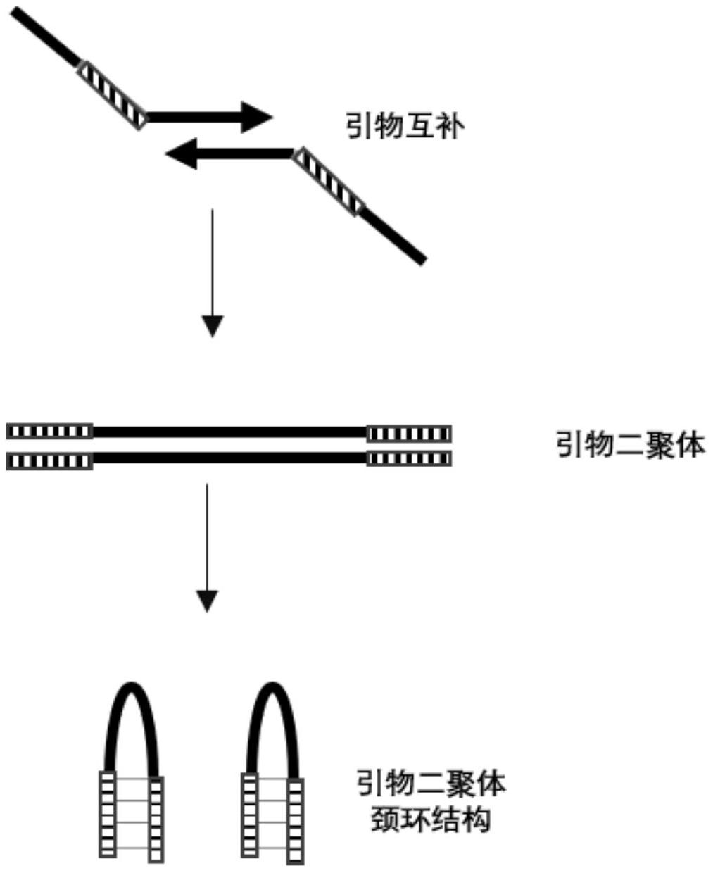 pcr引物及pcr扩增方法和用途