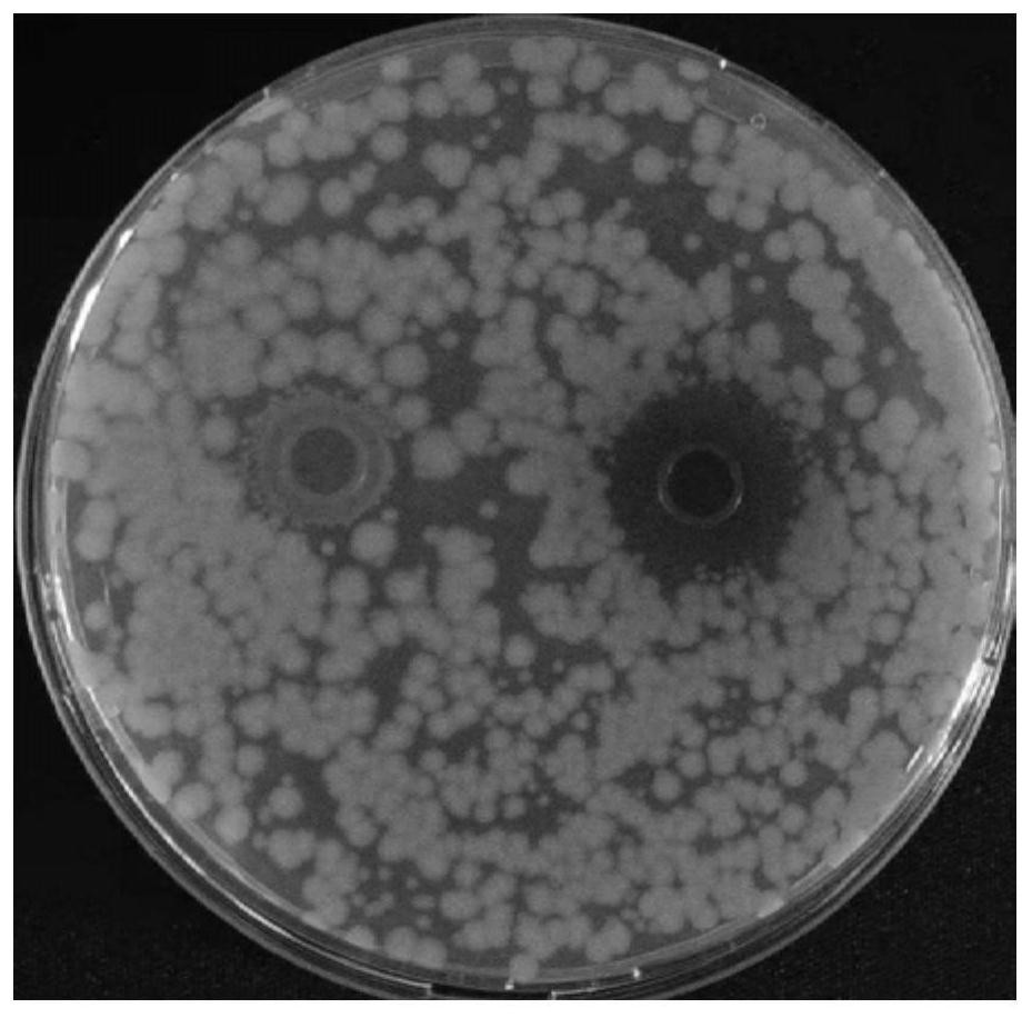 一种产细菌素的肠膜明串珠菌及其应用专利_专利查询 天眼查