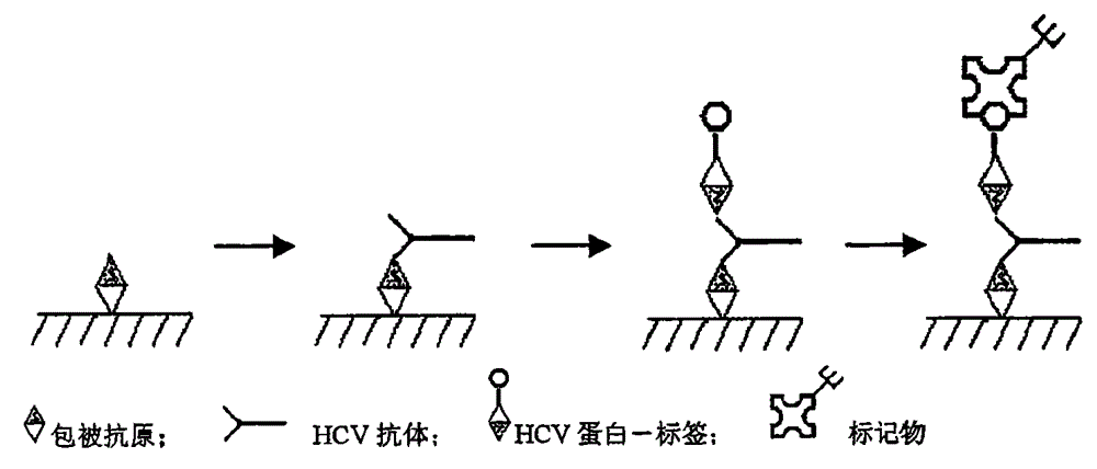 一种双抗原夹心法检测hcv抗体的试剂盒及其制备方法,其检测形式为"