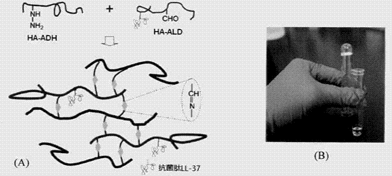 主要是由经过使用天然生物多糖高分子原位聚合包埋人源抗菌肽分子制备