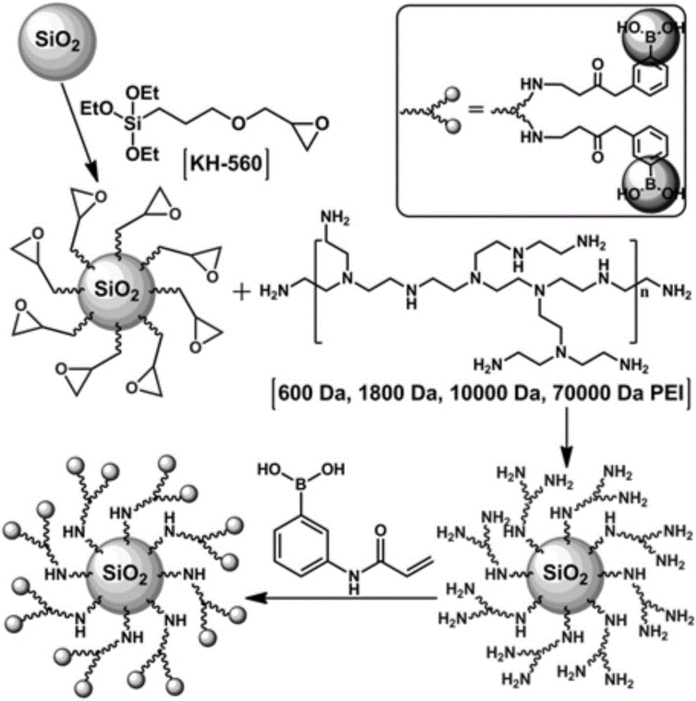 富含有机苯硼酸的聚乙烯亚胺修饰的二氧化硅微球及其制备方法和应用
