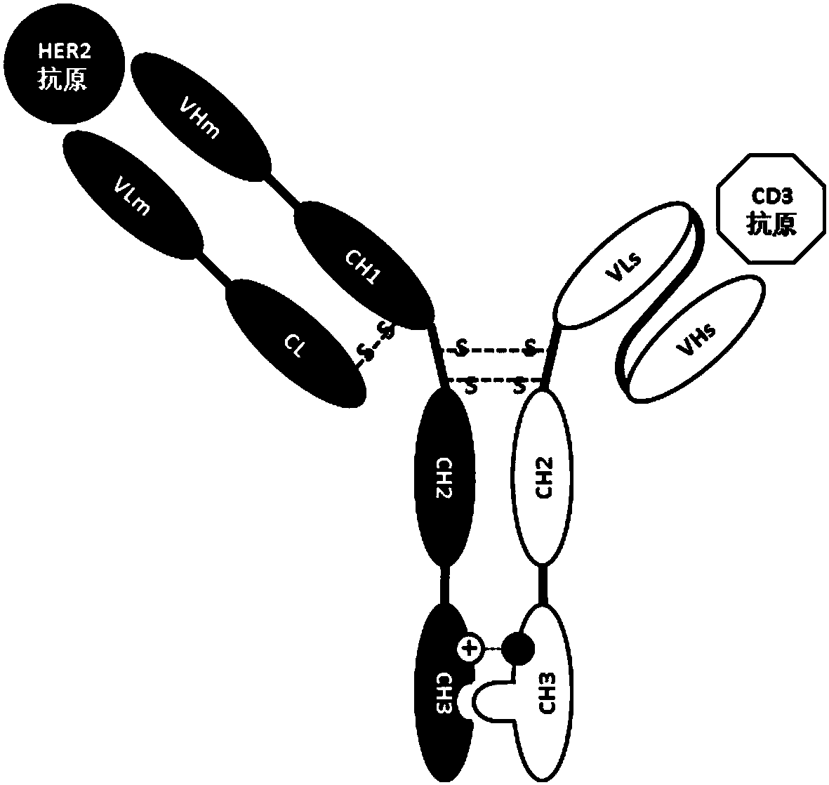 cn104558192b_一种双特异性抗体her2xcd3的构建及应用有效