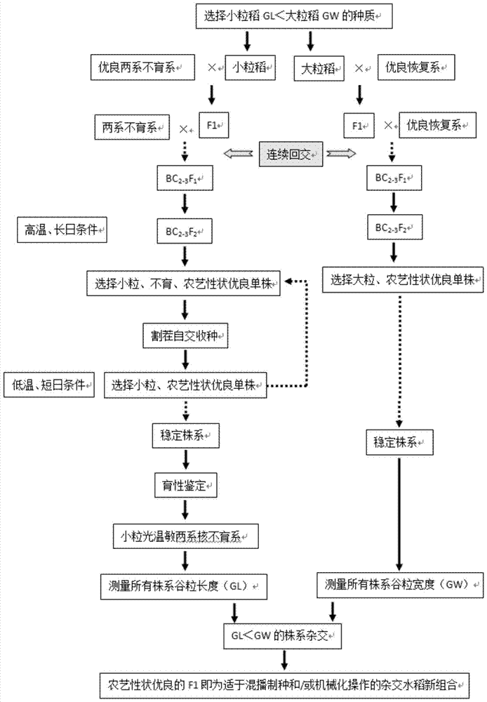 杂交水稻的选育方法