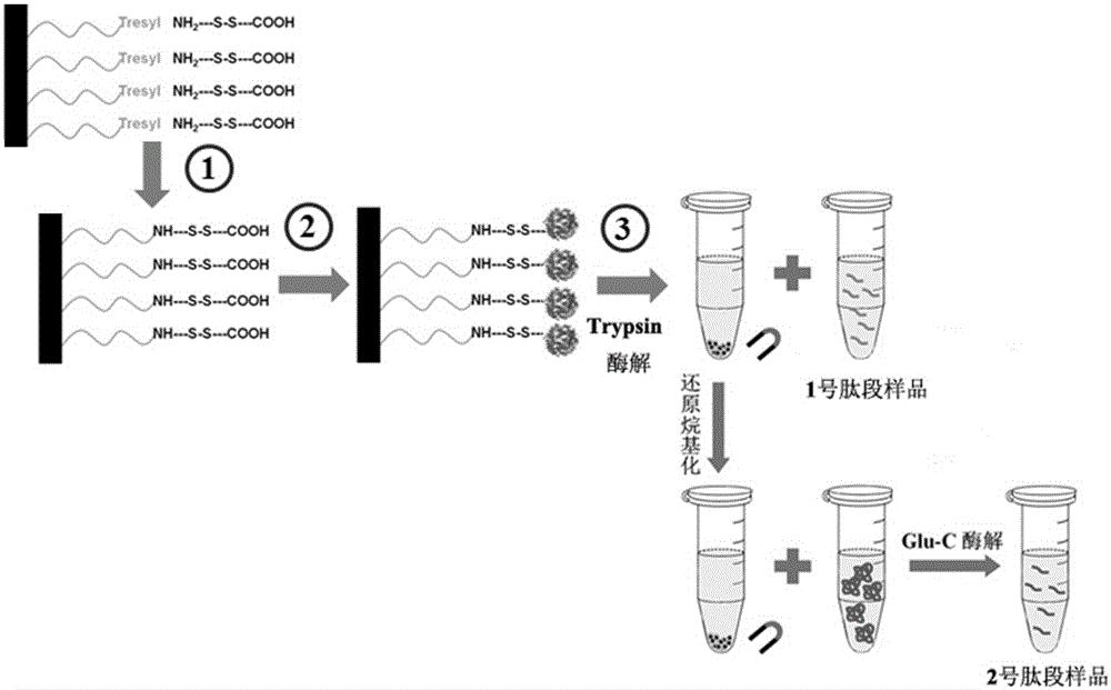 cn105400855a_一种基于蛋白质可逆固定的两步酶解鉴定方法
