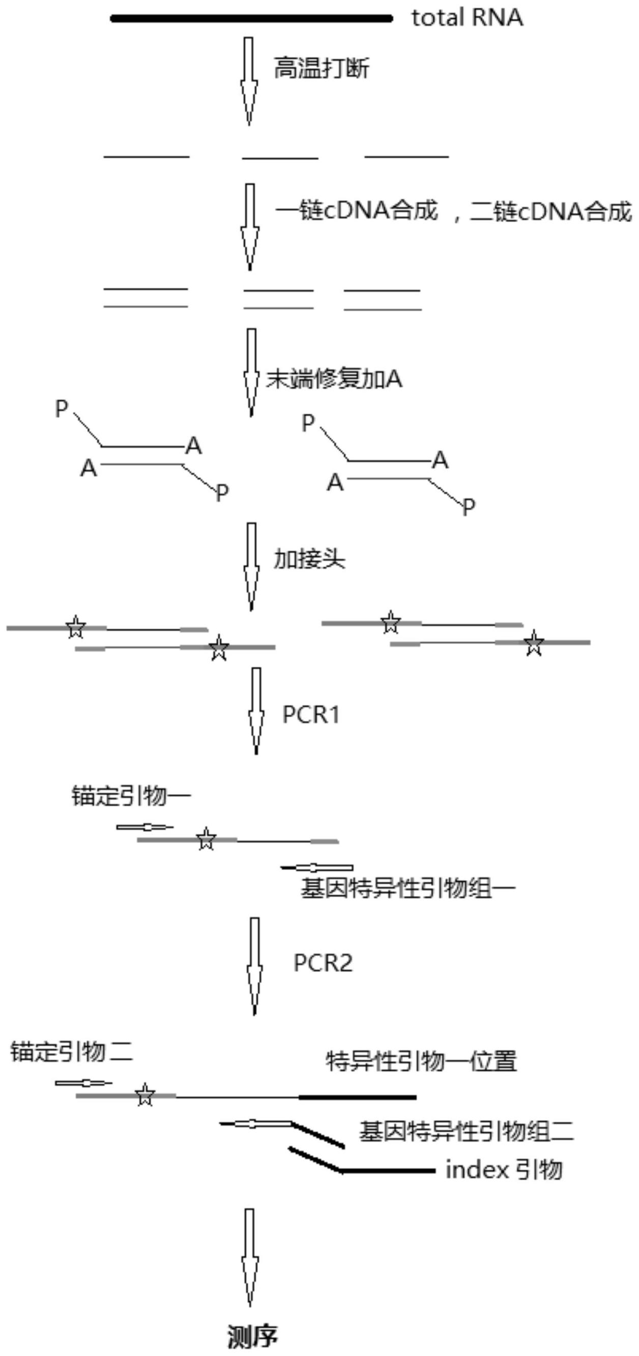 一种锚定巢式多重pcr联合高通量测序检测基因融合的多重pcr引物和方法