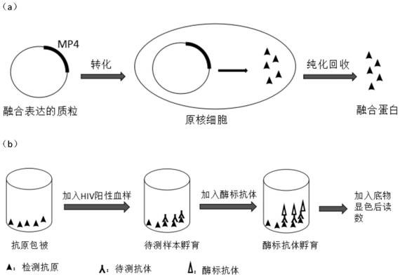 一种用于区分hiv‐1新近和慢性感染的血清学抗体免疫吸附法,融合表达
