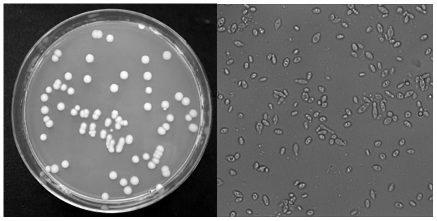 一株仙人掌有孢汉逊酵母菌株及其分离方法和应用