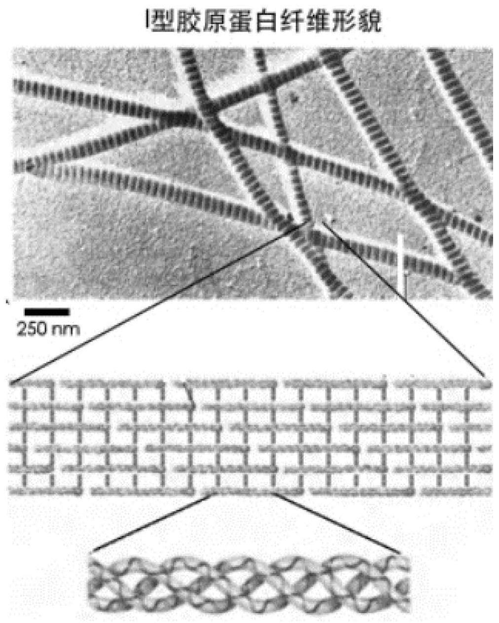 一种类i型胶原蛋白纤维的制备方法