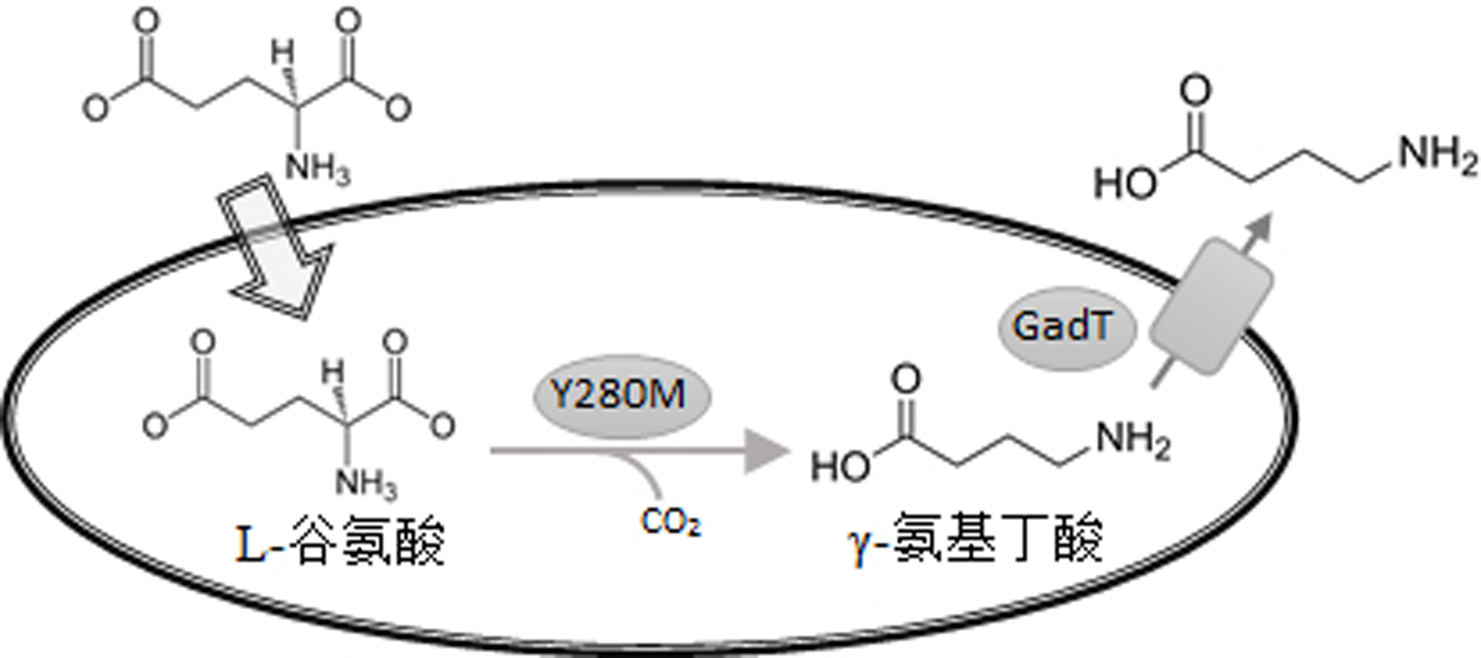 一种谷氨酸脱羧酶突变体及其在生产γ氨基丁酸中的应用